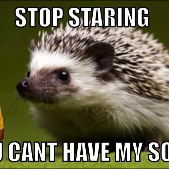 Meet your Posher, Usoshi - Picture 1 of 1